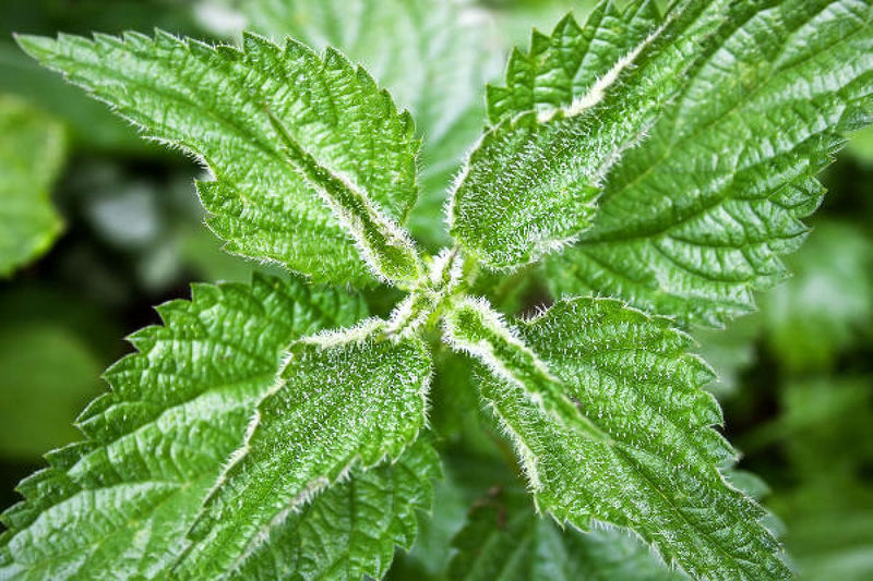 SAVON LE PTIT VALAISAN,  ABRICOT, ORTIE & CHÂTAIGNE - BIO ET à FROID