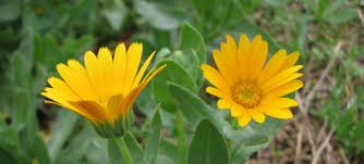 SAVON DUR BABY DOUCEUR BIO