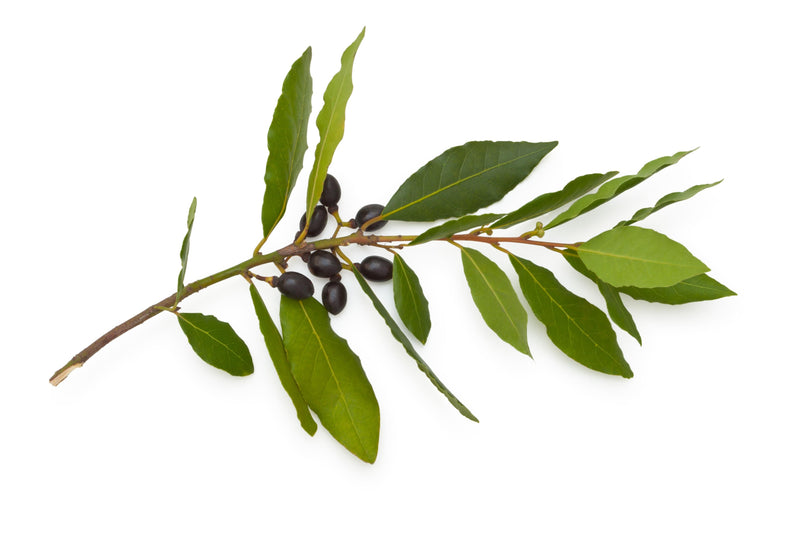 SAVON ALEP, LAIT DE CHEVRE & OLIVE - BIO